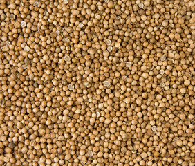spice coriander as background