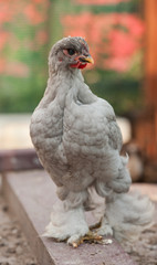 chicken