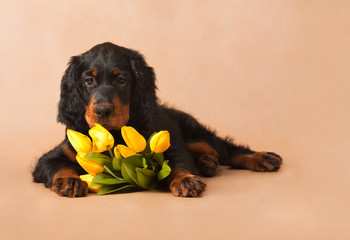 black puppy with yellow tulips
