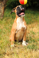 Boxerwelpen 150