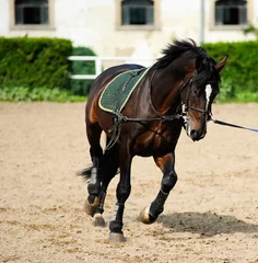 Foto op Plexiglas Paardrijden Beautiful dark bay horse during training