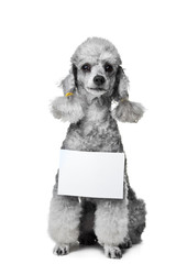 Gray poodle dog with tablet for text on isolated white - 33611179