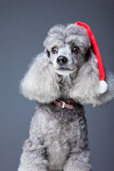 Gray poodle with red christmas cap - 33611181