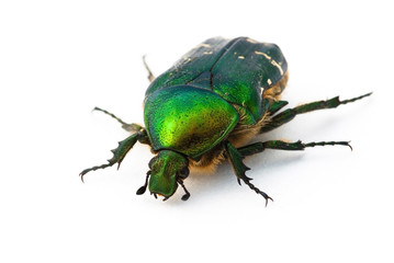 Rose chafer