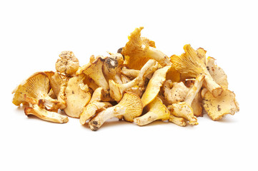 chantellere mushrooms