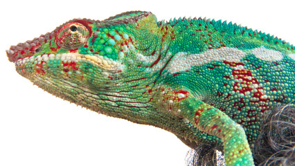 caméléon, chamaeleo pardalis