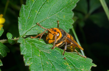 Hornet 3