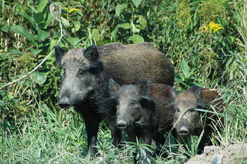 Wild pigs with pigs