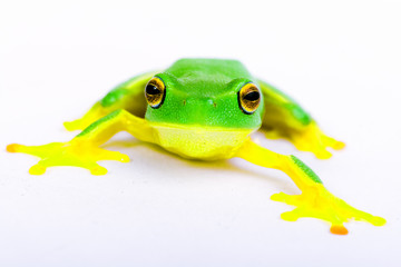 Little tree-frog on white background