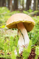 edible boletus