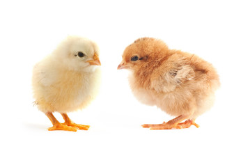 Fototapeta premium The yellow small chick