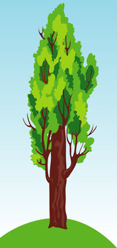 Poplar singla tree