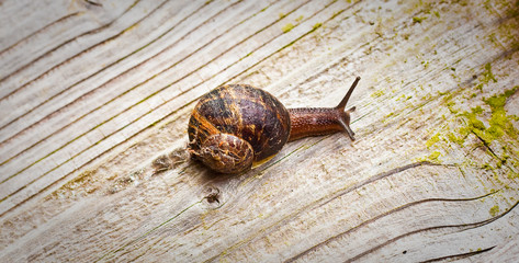 A snail sliding across a wooden surface