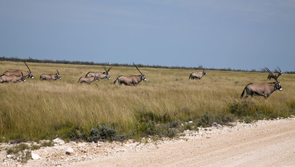 Fototapeta na wymiar Oryx Herde