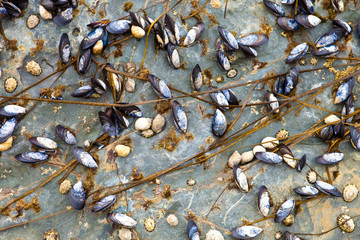 Mussles and barnacles