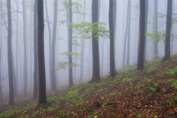  colorful forest with purple fog in autumn © andreiuc88