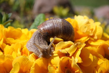 ślimak © klimekm