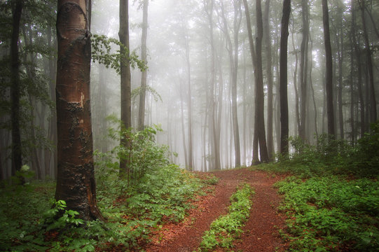 Fototapeta mgła w zielonym, kolorowym lesie po deszczu