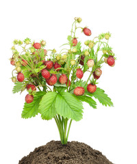 Bush of  strawberry  in soil isolated
