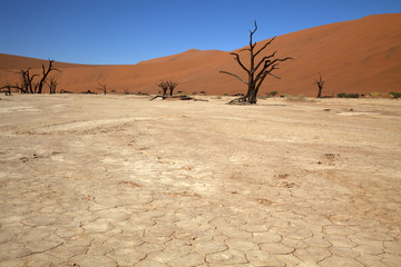 Dead Vlei