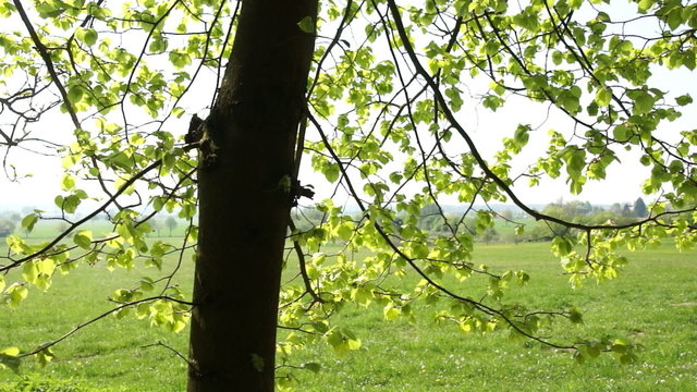 Beech leaves swaying in the wind in springtime