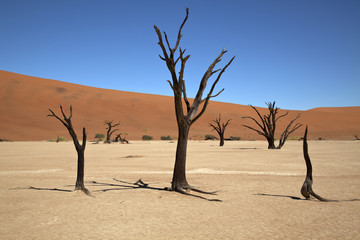 Dead Vlei