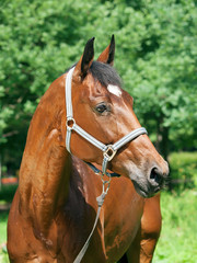 Obraz premium wonderful bay breed mare