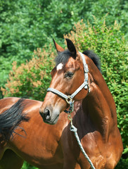 Obraz premium portrait of wonderful bay horse