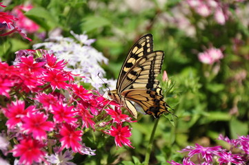 Fototapeta na wymiar Бабочка на цветах