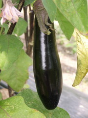 aubergine de Barbentane