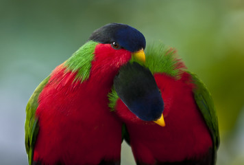 Collared Lory