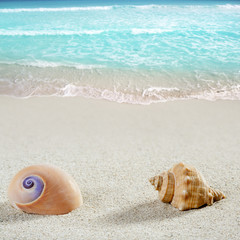 Fototapeta na wymiar plaża morze snail shell tropikalny zbliżenie biały piasek