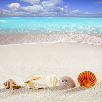 beach summer vacation background shell pearl clam