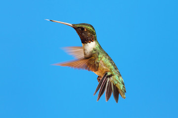 Fototapeta premium Ruby-throated Hummingbird (archilochus colubris)