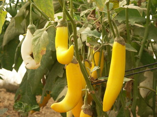 aubergine jaune