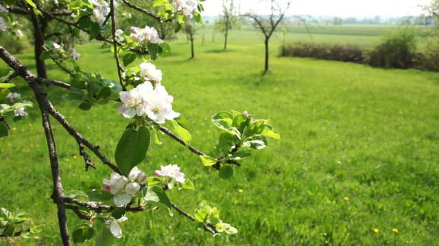 Close up of white apple blossoms swaying with the wind