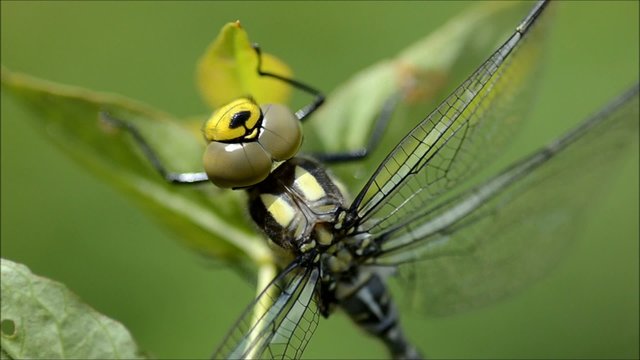 Libelle