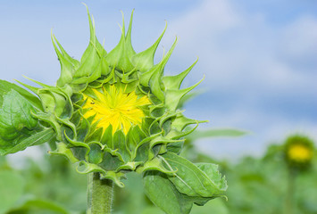 Closeup sunflower picture in initial stage of opening