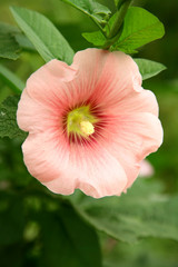 Pink mallow on green background