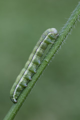 green caterpillar