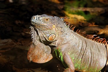 Iguana from mexico profile portrait detail macro