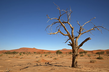 Fototapeta premium Namib-Naukluft-Nationalpark