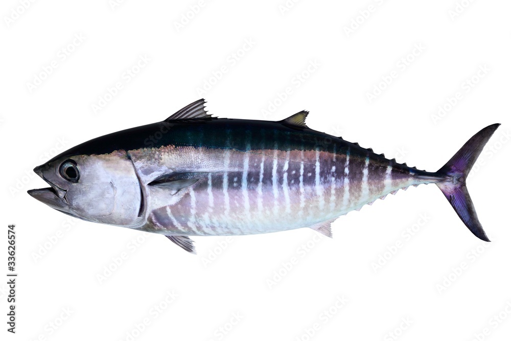 Wall mural Bluefin tuna isolated on white background real fish