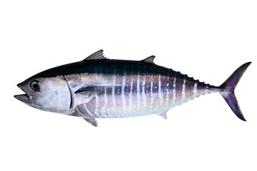 Bluefin tuna isolated on white background real fish