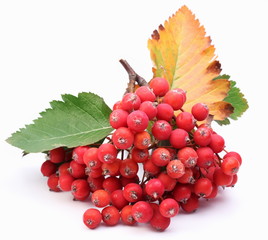 Cluster of rowan berries on a white background.