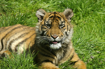 Siberian Tiger Cub