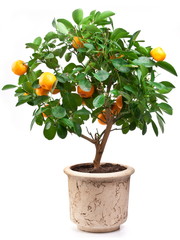 Small tangerines tree