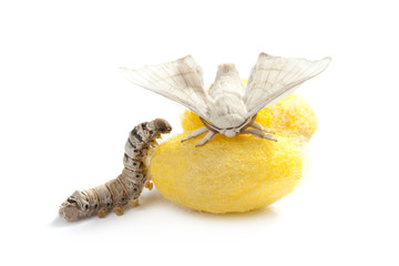Obraz premium butterfly silkworm cocoon silk worm three stages