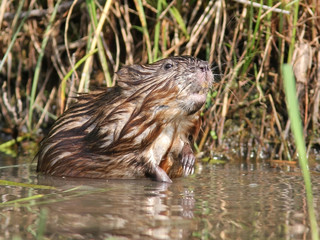 Muskrat (Ondatra zibethicus) - Ontario, Canada