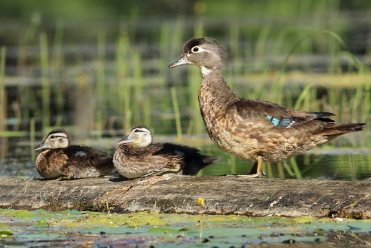 Wood Duck Hen and Ducklings on Log - Ontario, Canada